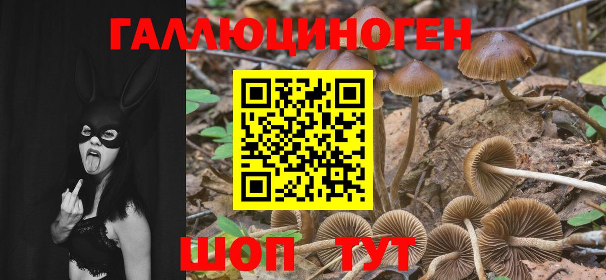 Галлюциногенные грибы прущие грибы  Вход с VPN  Балтийск  Галлюциногенные грибы мицелий 